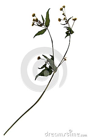 Dried flower of gallant soldier Stock Photo