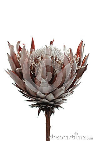 Dried flower isolated on white Stock Photo