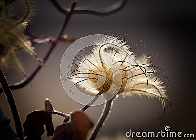 Dried Flower in Nature Stock Photo