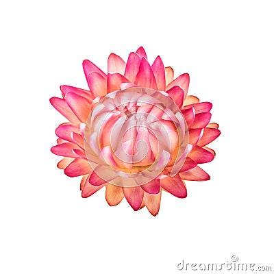 Dried Flower. One Pink Everlasting Straw Flower Isolated on White Stock Photo