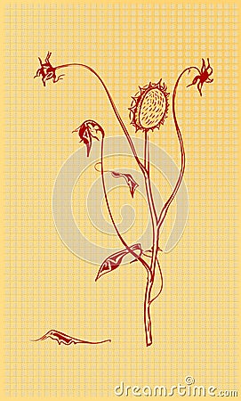 Dried Flowers Vector Illustration