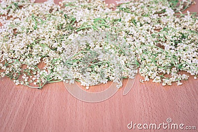 Dried flowers of elderberry Stock Photo