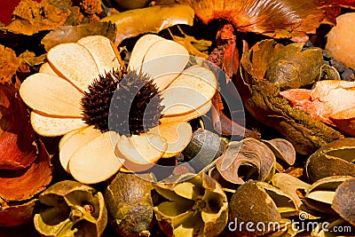 Dried Flowers and Fruits Composition Stock Photo