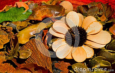 Dried Flowers and Fruits Composition Stock Photo