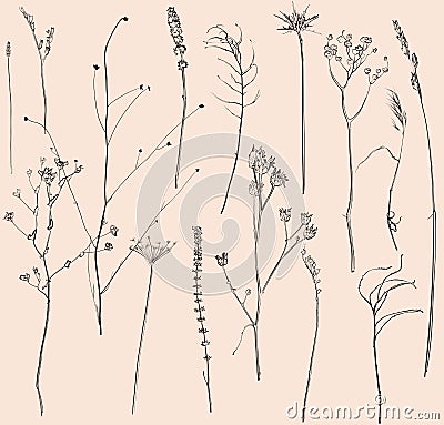 Dried flowers and grass Vector Illustration