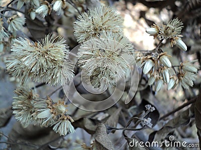 Dried flowers like cotton from trees die in the sun, selective focus Stock Photo