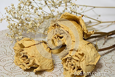 Dried flowers Stock Photo