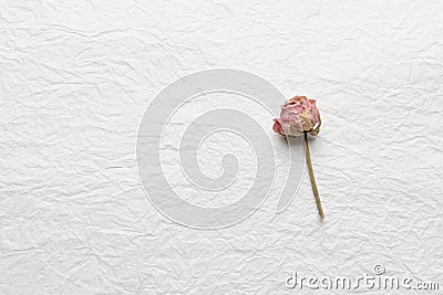 Dried flowers of roses on a white paper. pink. yellow Stock Photo