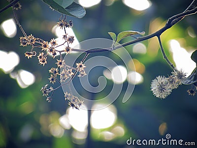 Dried flowers and dried sepal on trees with sunlight shining in the garden. vintage style Stock Photo