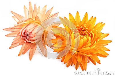 Dried Flowers Straw Flowers or Everlasting isolated on white Stock Photo