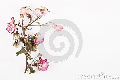 Dried flowers on a white wooden board background. Top view Stock Photo