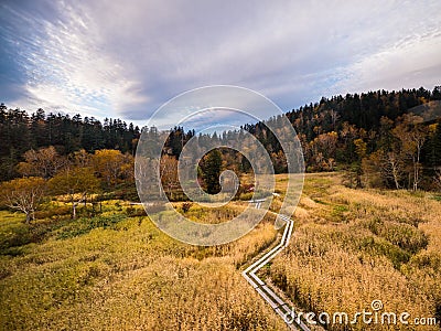 Dried forest Stock Photo