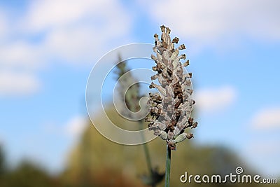 Dried French Lavender Stock Photo