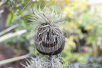 Dried fruit of mangrove evil tree or pong-pong with scientific name Cerbera odollam gaertn for hanging growing plants. Stock Photo