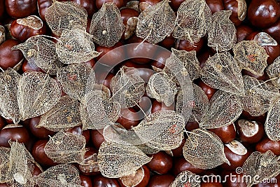 Dried fruits of the Cape Gooseberry and chestnuts Stock Photo