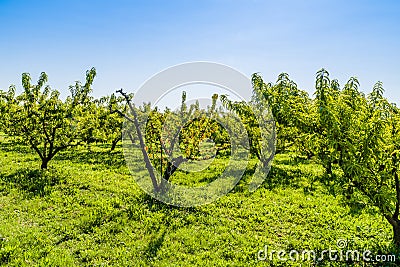 Dried fruits on dying peach tree among healthy ones Stock Photo