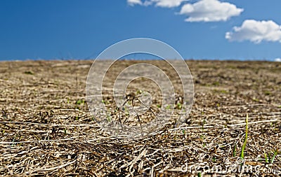 dried grassagainst blue sky Stock Photo