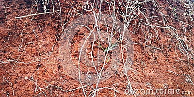Dried grass roots in the red soil Stock Photo
