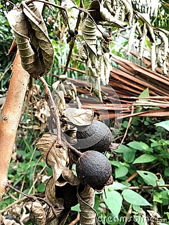 Dried guava and dried leaf Stock Photo