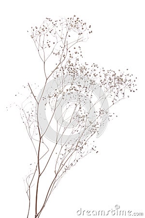 Dried gypsophila Stock Photo