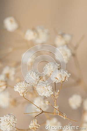 Dried gypsophila flowers macro shot Stock Photo