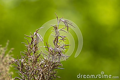 Dried herb rosemary Stock Photo