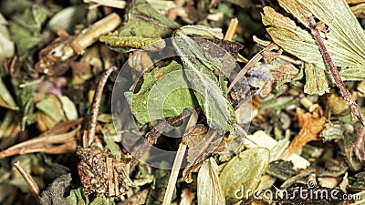 Dried herbs, leaves and stems, soothing herbal collection, macro Stock Photo