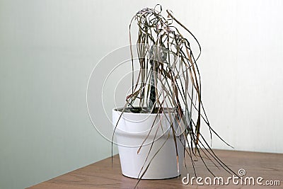 The dried house plant dracaena Stock Photo