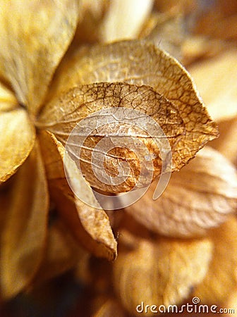 Dried hydrangea flower petals macro. Stock Photo