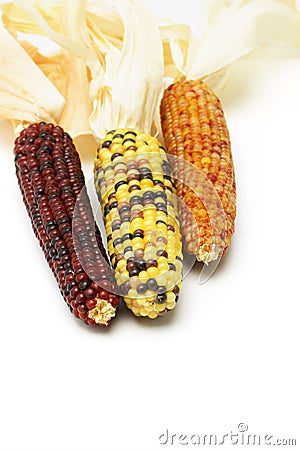 Dried Indian corns Stock Photo