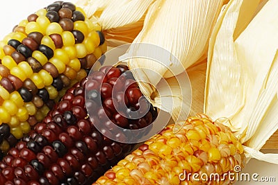 Dried Indian Corns Stock Photo