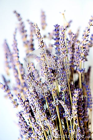 Dried Lavender Stock Photo