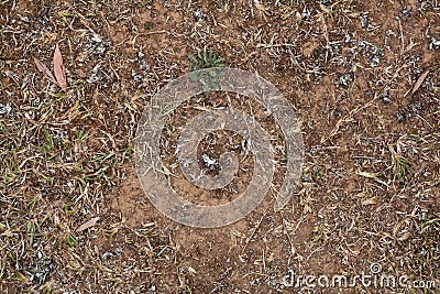 Dried lawn background Stock Photo