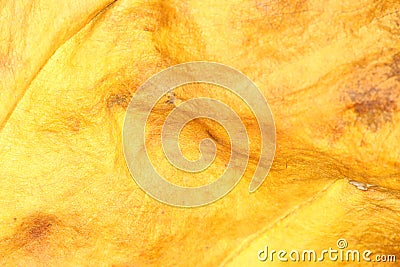 Dried leaf Stock Photo