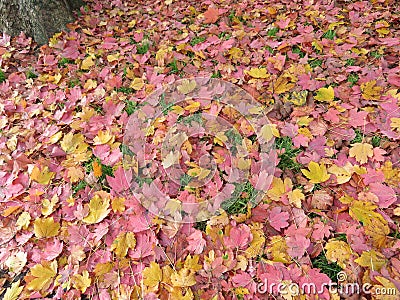 Dried leaves fallen from the trees you make a nice carpet of colors Stock Photo