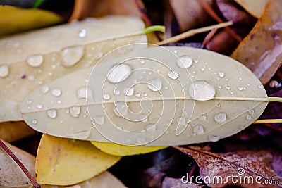 There are raindrops on the leaves. Stock Photo