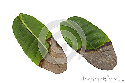 Dried leaves Half leaf on a white background,with clipping path Stock Photo