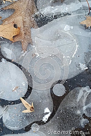 Dried leaves on the ive in early winter Stock Photo