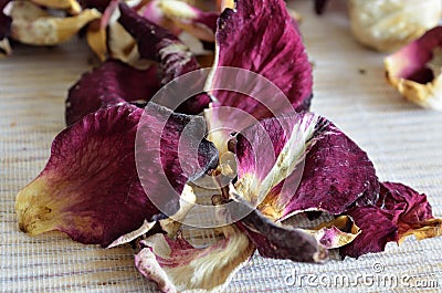 Dried leaves of a white-red rose Stock Photo