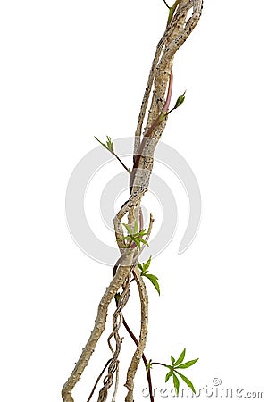 Dried liana plant with wild morning glory vine climbing isolated Stock Photo