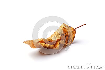 Dried linden leaf Stock Photo