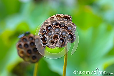 Dried Lotus buds close up shot Stock Photo