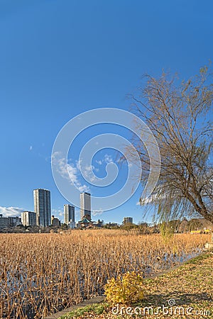 Dried lotus flowers in the pond of the Kaneiji Temple with in foreground a weeping willow tree Stock Photo