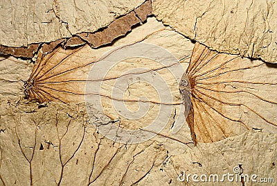 Dried lotus leaves texture Stock Photo