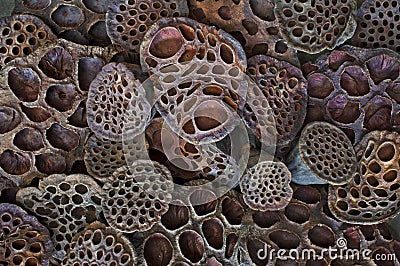 Dried Lotus pod background in macro view Stock Photo