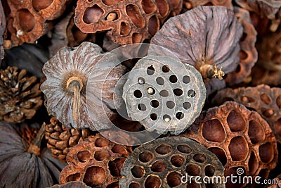 Dried lotus pods Stock Photo