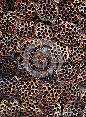 Dried lotus pods on a flat panel Stock Photo