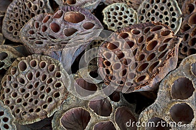 Dried Lotus pods in macro view Stock Photo