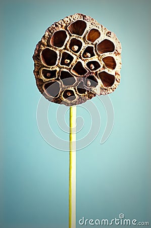 Dried lotus seed Stock Photo