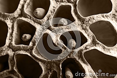 Dried lotus seed Stock Photo